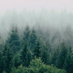 Foggy forest imagery with an abundance of trees